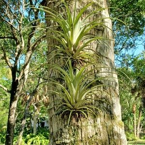 Large Air Plant ; Tillandsia Capitata Garden/Indoor Planta